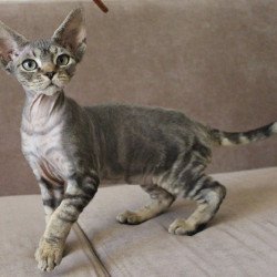 Devon Rex Sheron