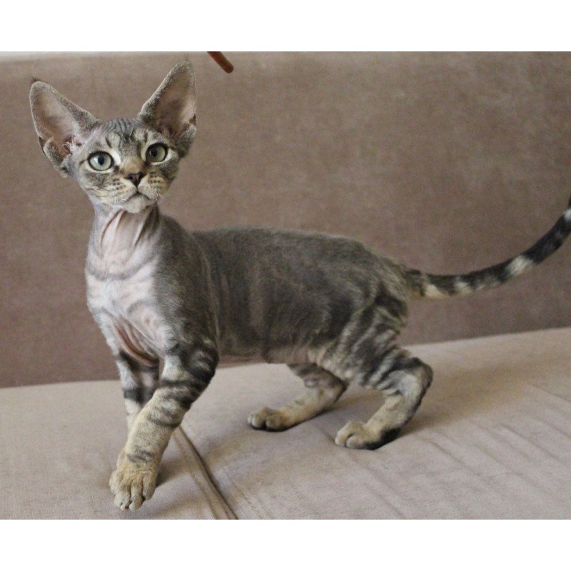 Devon Rex Sheron