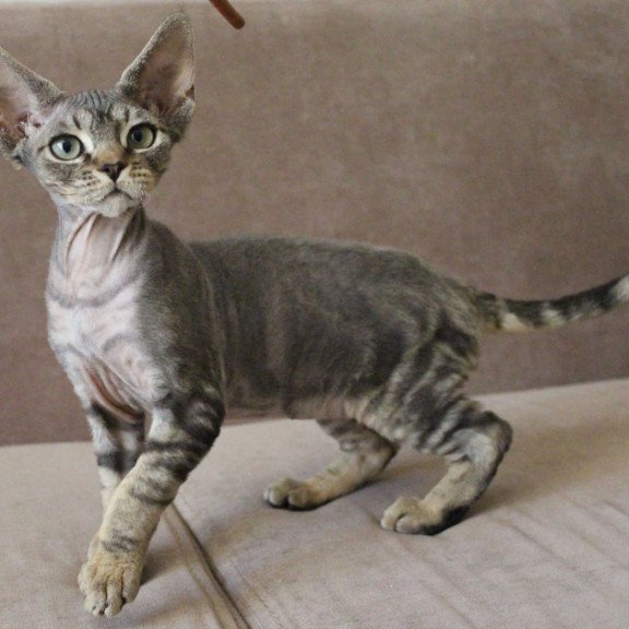 Devon Rex Sheron