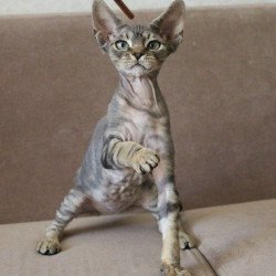 Devon Rex Sheron