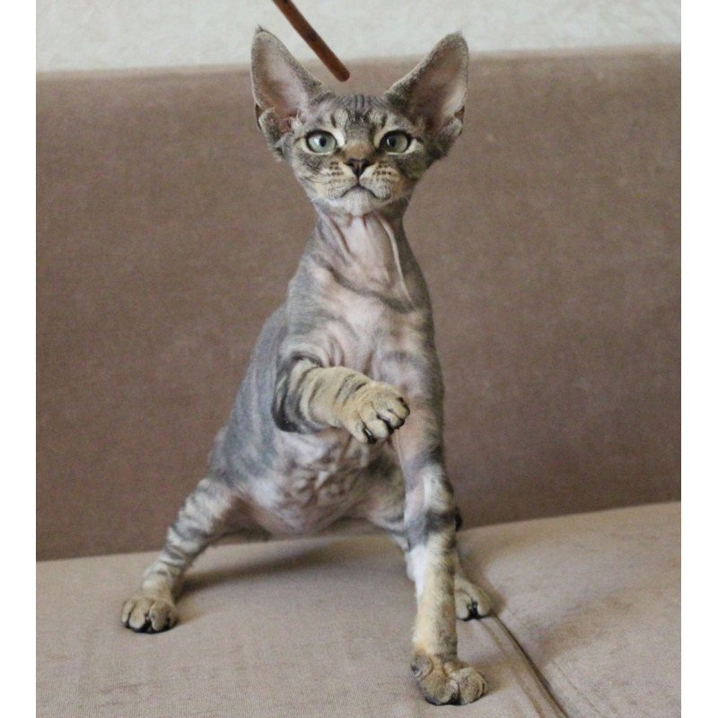 Devon Rex Sheron