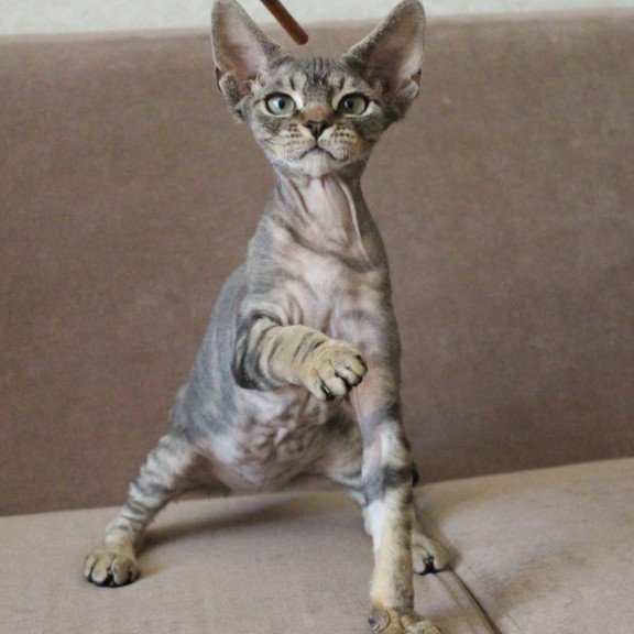 Devon Rex Sheron