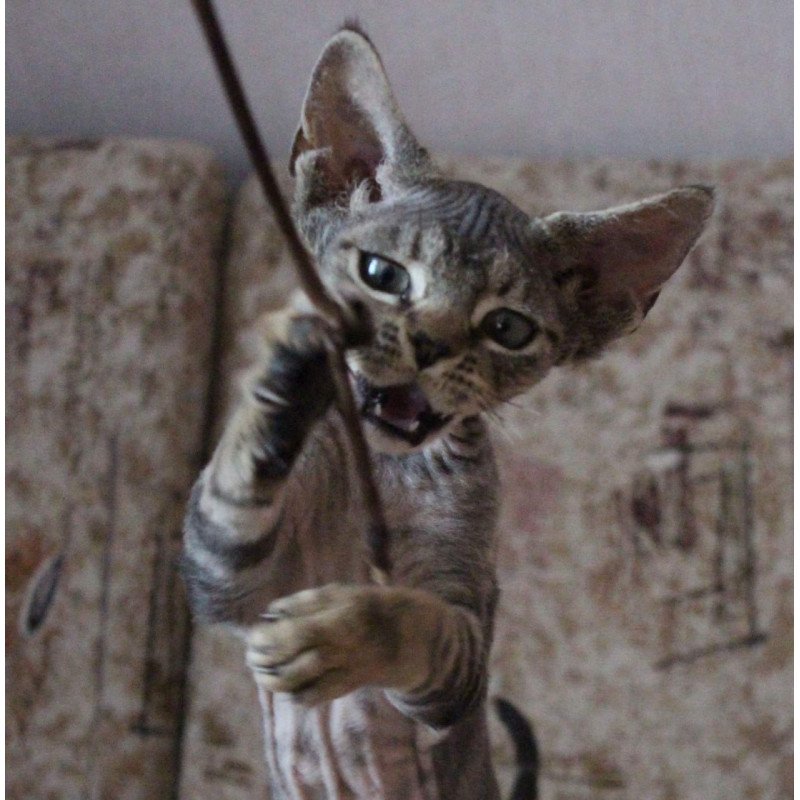 Devon Rex Sheron
