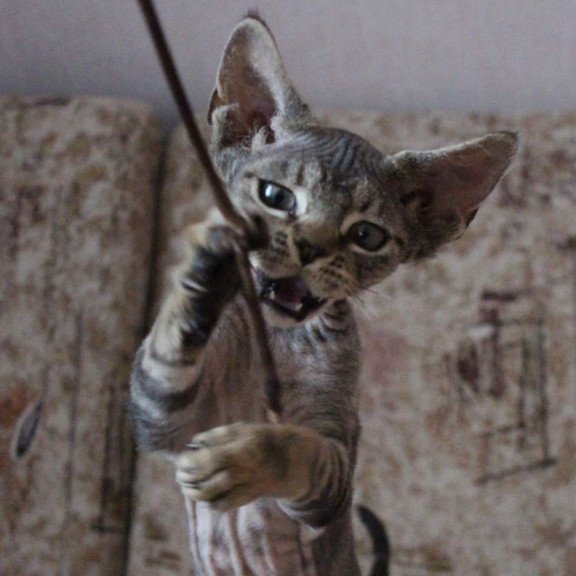 Devon Rex Sheron