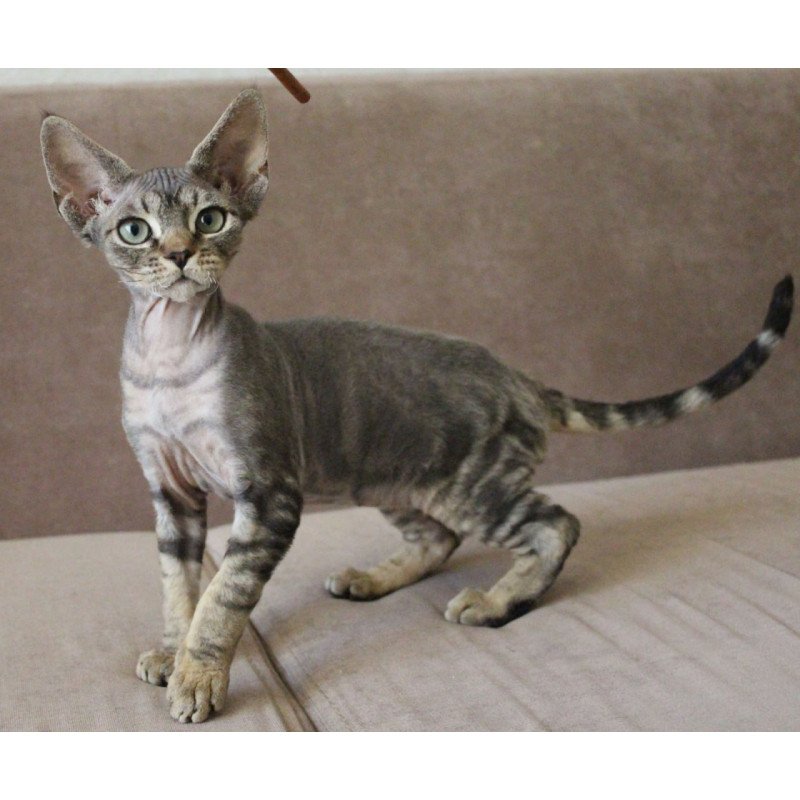 Devon Rex Sheron