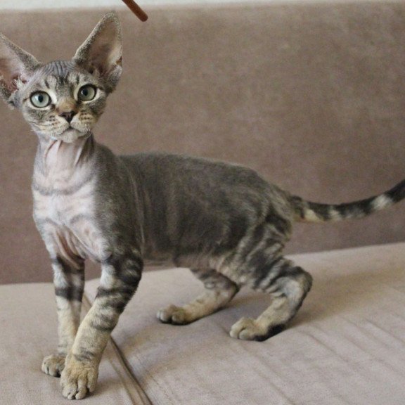 Devon Rex Sheron
