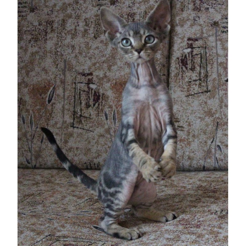 Devon Rex Sheron