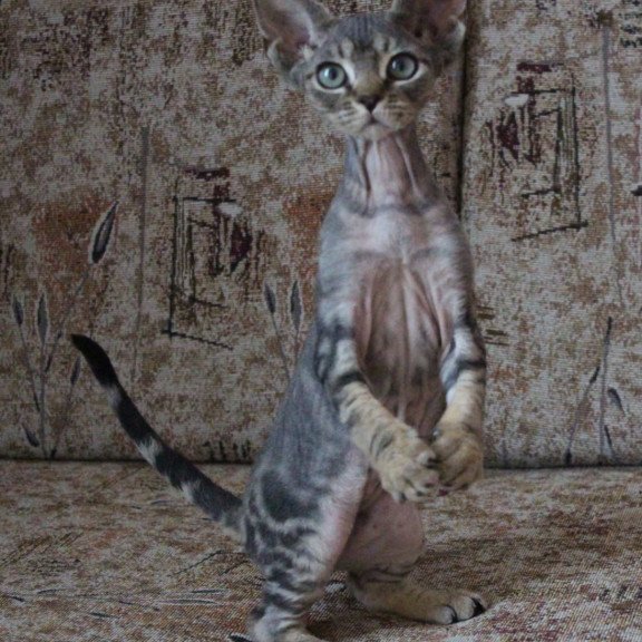 Devon Rex Sheron