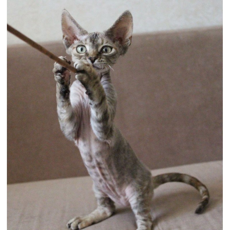 Devon Rex Sheril