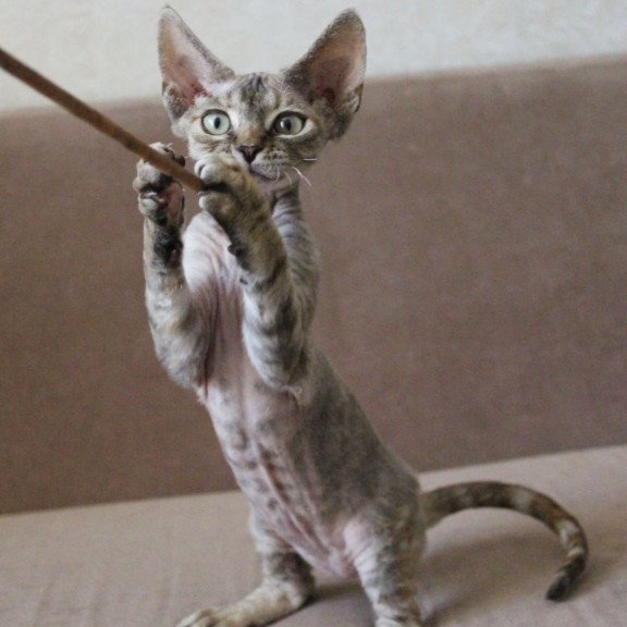 Devon Rex Sheril