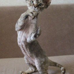 Devon Rex Sheril