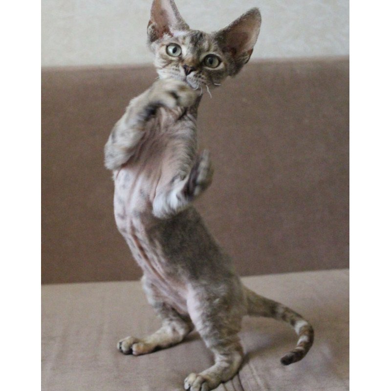 Devon Rex Sheril