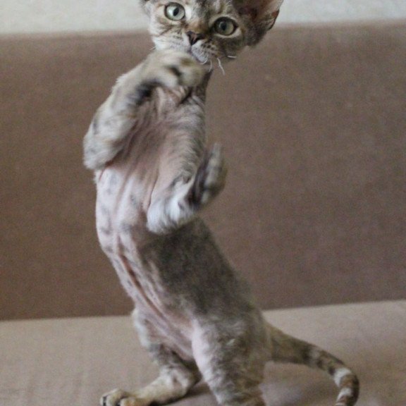 Devon Rex Sheril