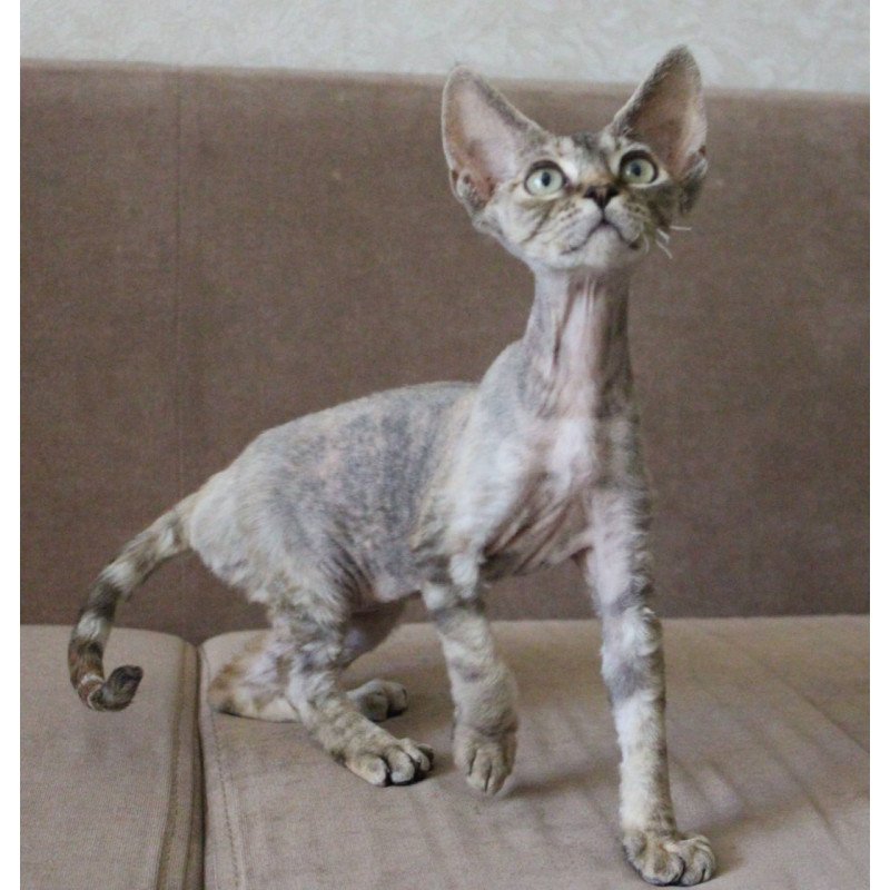 Devon Rex Sheril