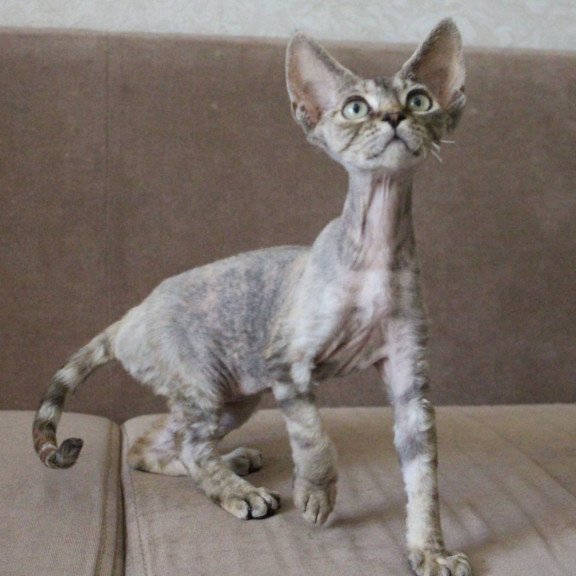 Devon Rex Sheril