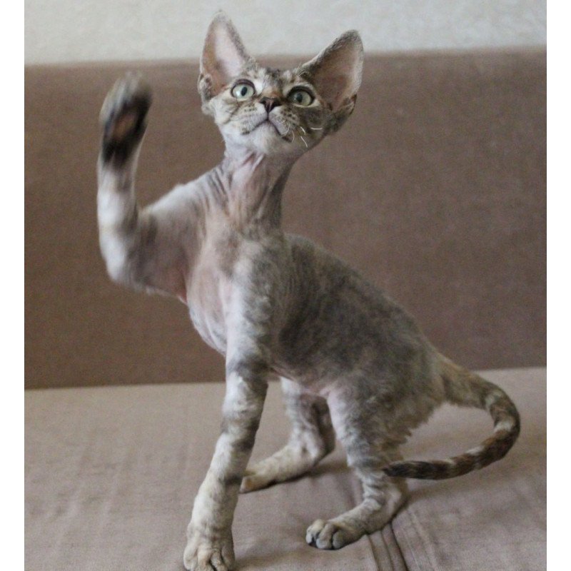Devon Rex Sheril