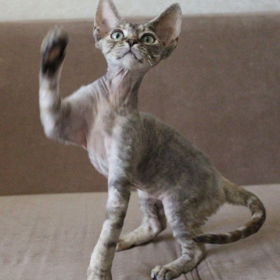 Devon Rex Sheril