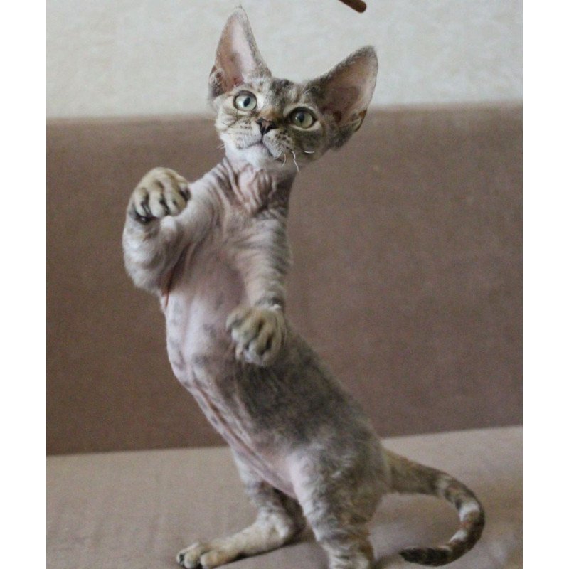 Devon Rex Sheril