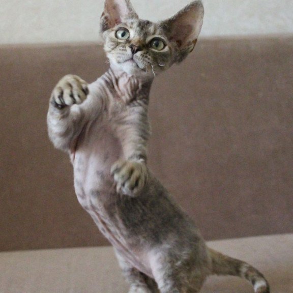 Devon Rex Sheril