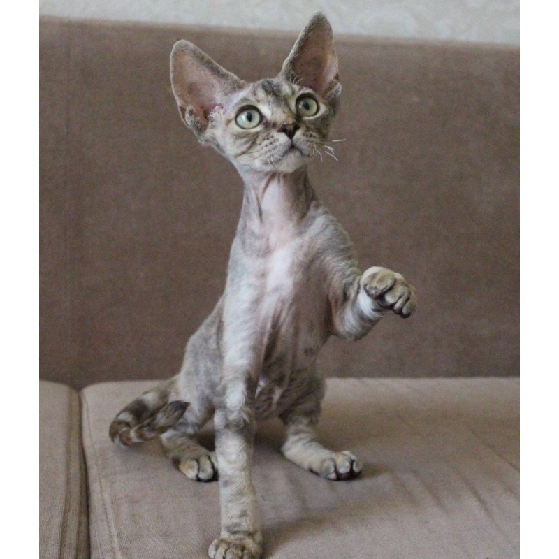 Devon Rex Sheril