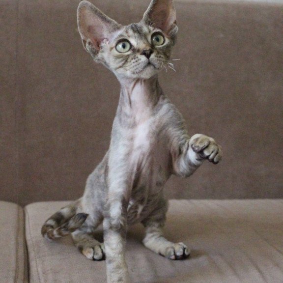 Devon Rex Sheril