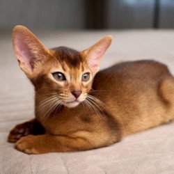 Abyssinian POLIN Adonis