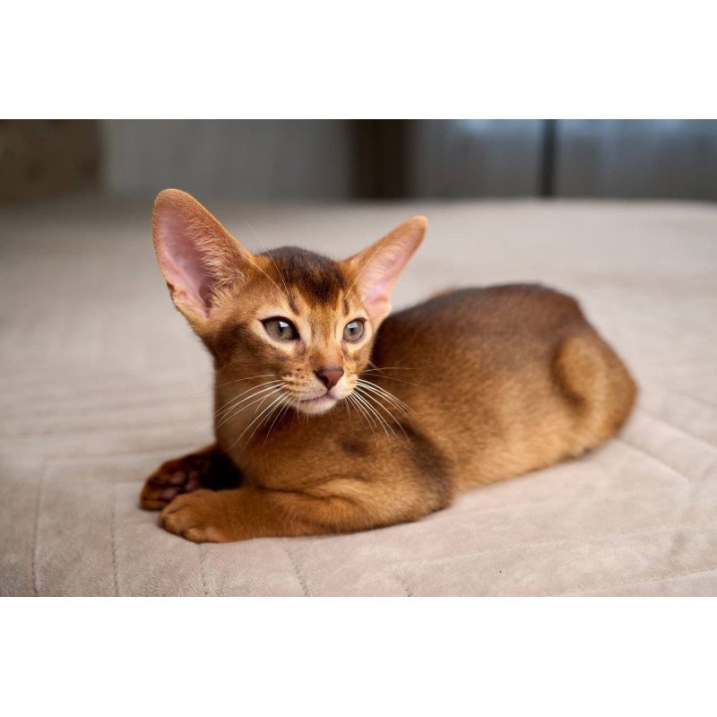 Abyssinian POLIN Adonis