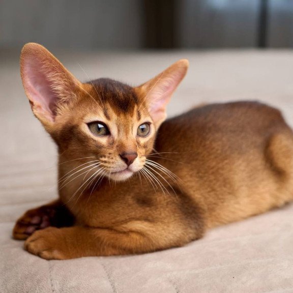 Abyssinian POLIN Adonis