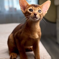 Abyssinian POLIN Adonis