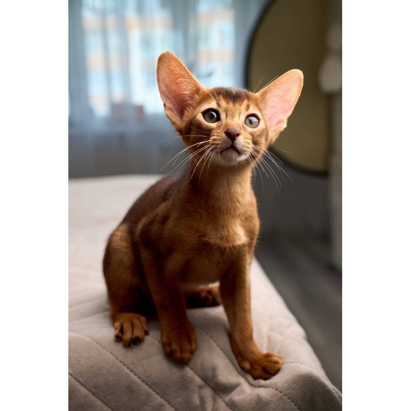 Abyssinian POLIN Adonis