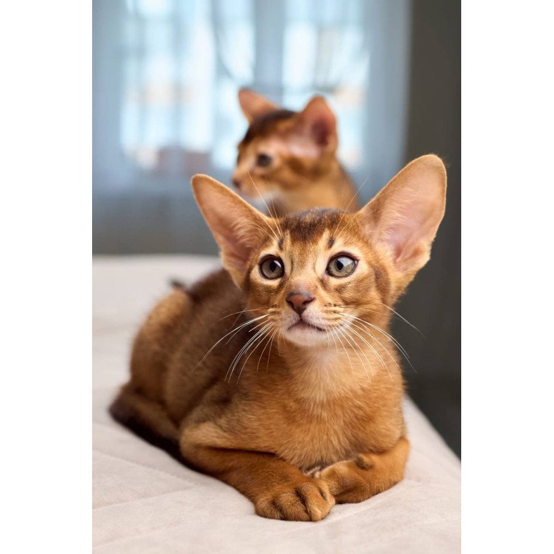 Abyssinian POLIN Adonis