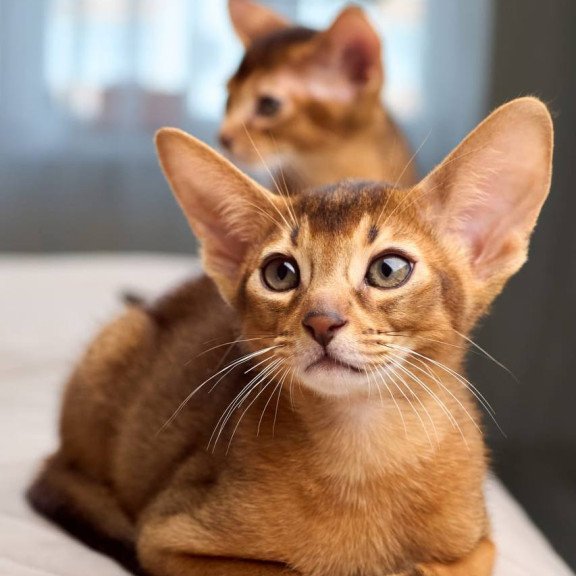 Abyssinian POLIN Adonis