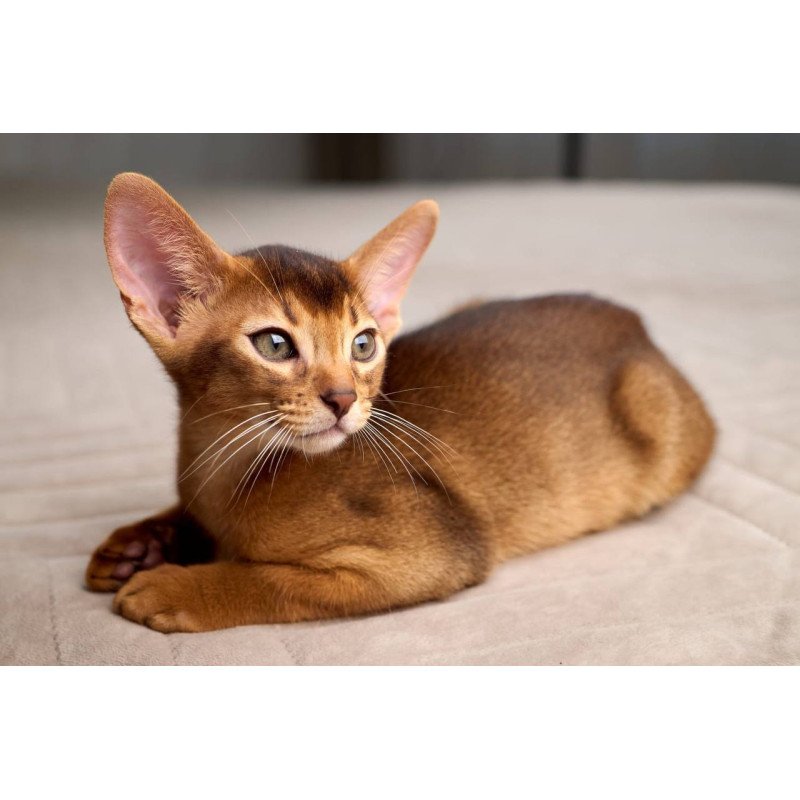 Abyssinian POLIN Adonis