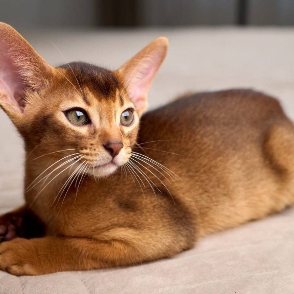 Abyssinian POLIN Adonis