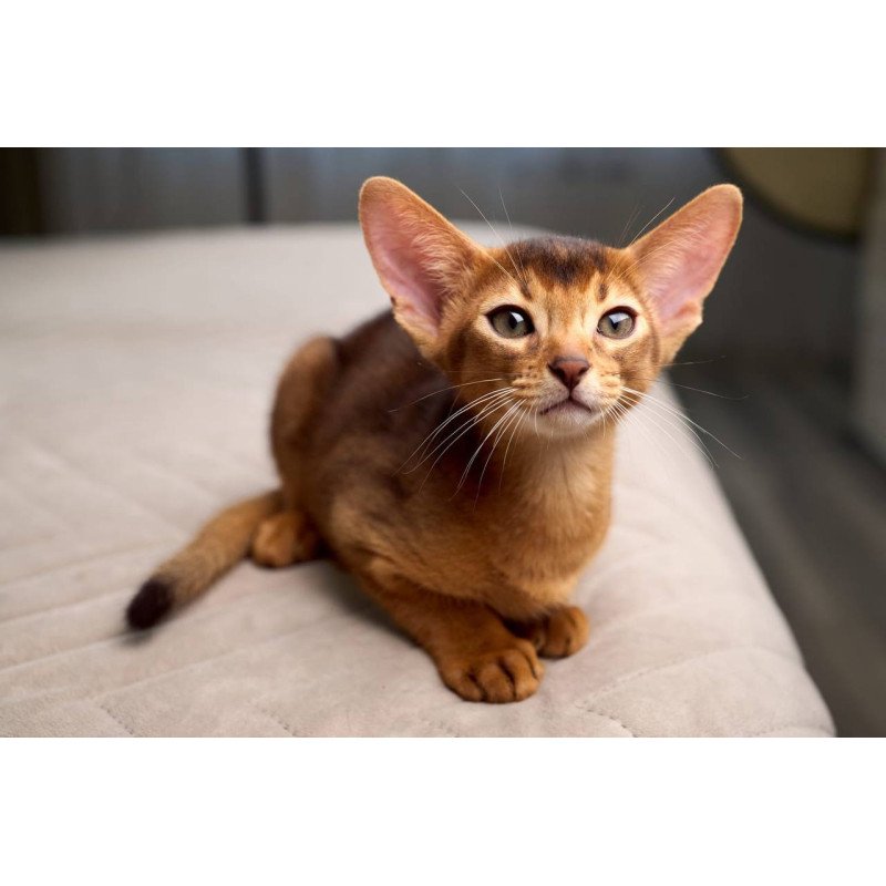 Abyssinian POLIN Adonis