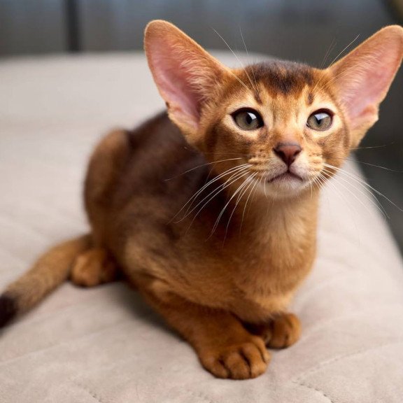 Abyssinian POLIN Adonis