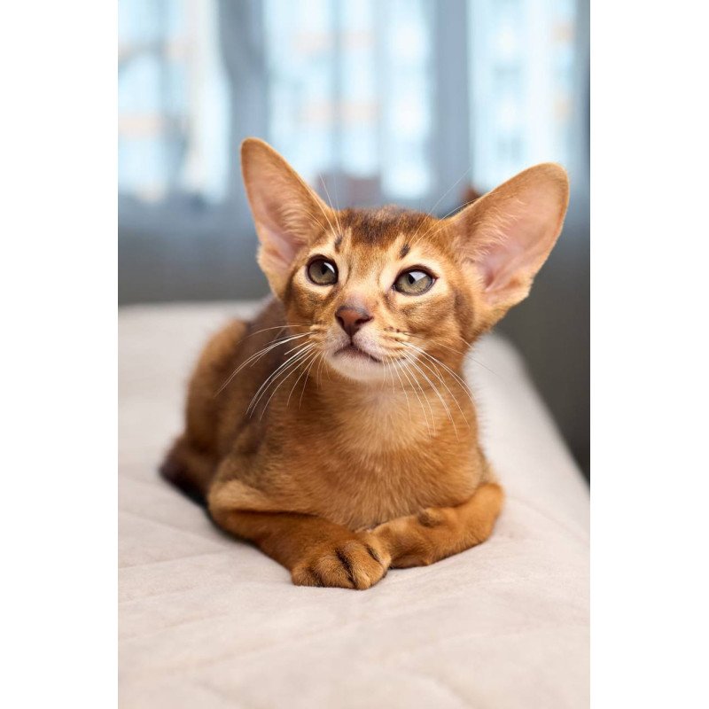 Abyssinian POLIN Adonis