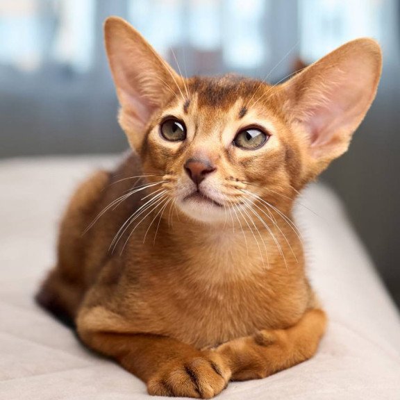 Abyssinian POLIN Adonis