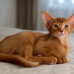 Abyssinian POLIN Ginder