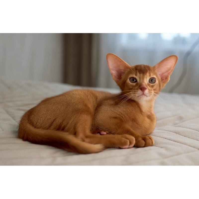 Abyssinian POLIN Ginder