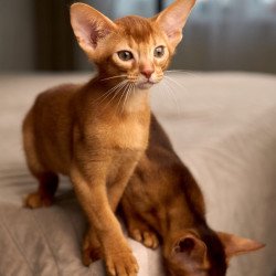 Abyssinian POLIN Ginder