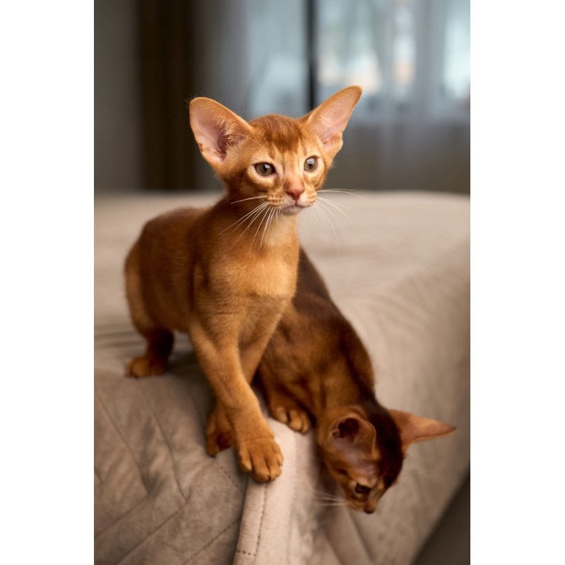Abyssinian POLIN Ginder