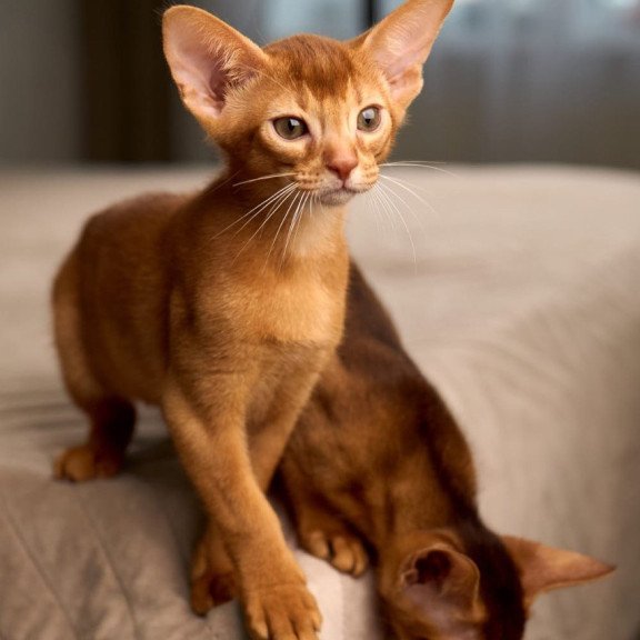 Abyssinian POLIN Ginder