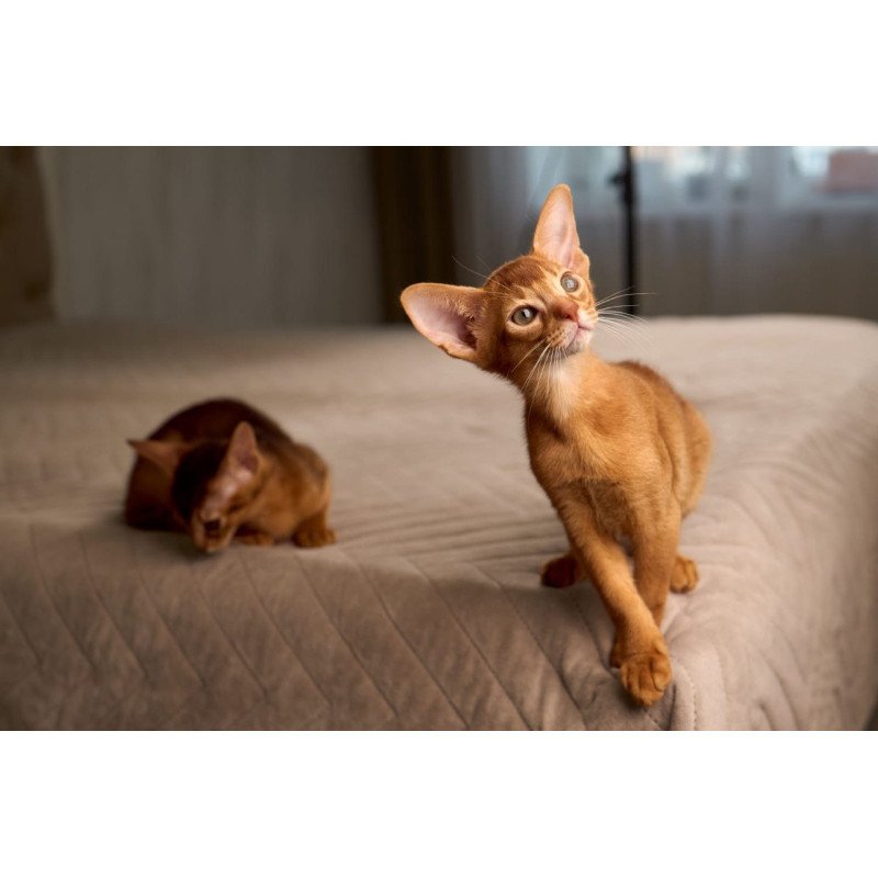 Abyssinian POLIN Ginder