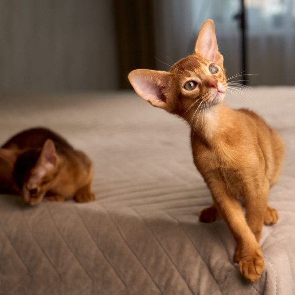 Abyssinian POLIN Ginder