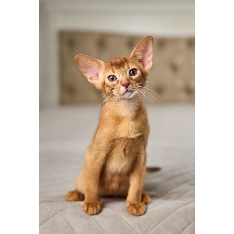Abyssinian POLIN Ginder