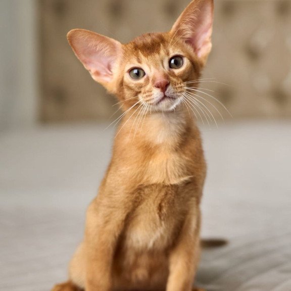 Abyssinian POLIN Ginder