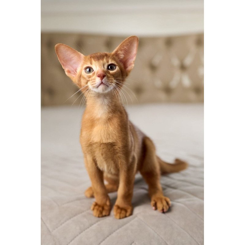 Abyssinian POLIN Ginder