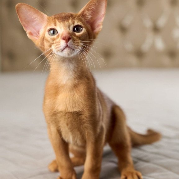 Abyssinian POLIN Ginder