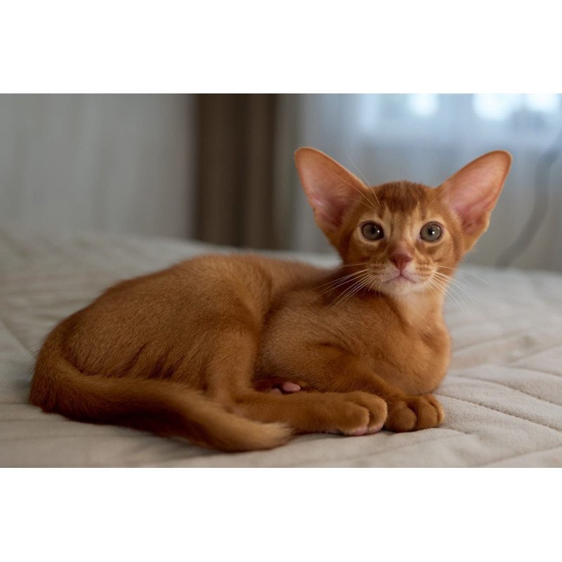 Abyssinian POLIN Ginder